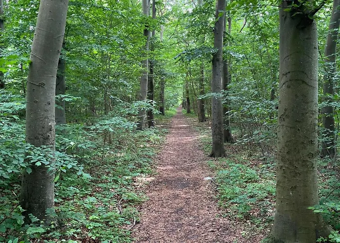 The Dream Рёдбю