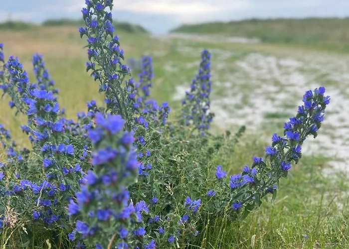 Villa The Dream Rødby